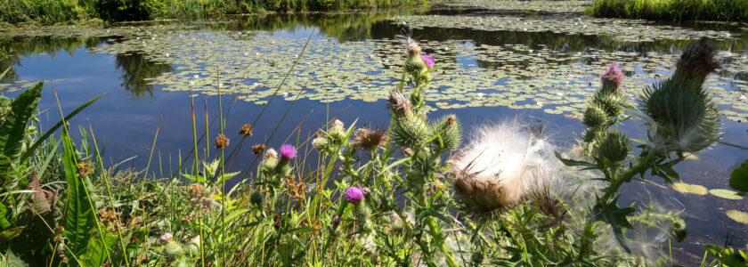 Natuurgroep Gestel